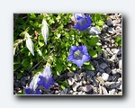 Klik for forst�rrelse